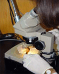 Lynne at the dissecting scope